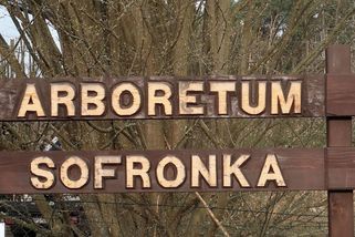 Část unikátní sbírky borovic v plzeňském arboretu vykáceli - Novinky