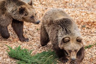 Do Krkonoš se po 300 letech vrátili medvědi. Domov tam našli slovenští sirotci - Seznam Zprávy