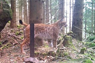 Skvělá zpráva. Nedaleko Čerchova na Domažlicku se potulují tři rysové - Novinky