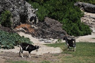 Fotky: Divoké kozy plundrují vegetaci francouzského ostrova - Seznam Zprávy