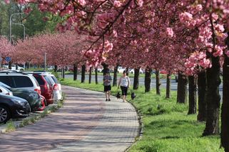 FOTO: V Karviné rozkvetla sakurová alej - Novinky