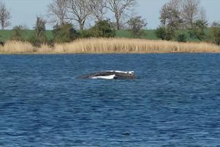 Uvázlá velryba Timmy bojuje o život - Novinky