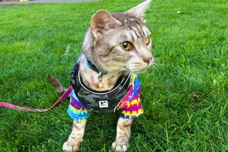 Dejte si tu kočku na vodítko, ať nám tady neloví. Nebo si ji zavřete doma - Médium.cz