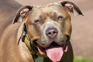 Smrtelný útok agresivního psa na seniora trval 45 minut. Britský soud poslal majitele na 12 let do vězení - Novinky