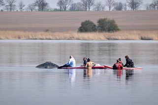 Úřady to vzdaly. Uvázlou velrybu Timmyho se pokouší zachránit milionáři - Novinky
