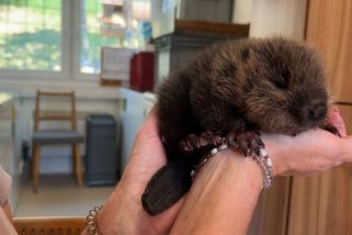 V centru Plzně našli opuštěné bobří miminko. Zvyká si na lidskou matku - Novinky