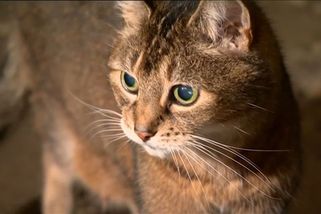 Myslivecká stráž by mohla přijít o právo usmrcovat toulavé psy a kočky - Novinky