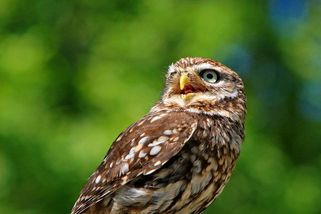 Jedy na hraboše jsou zpět. Hrozí otravy sýčků i psů, bojí se ochránci - Seznam Zprávy