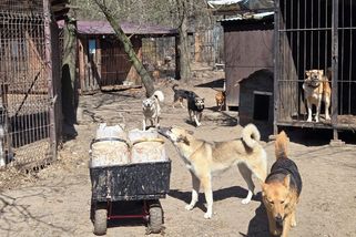 Jeden člověk se v útulku na Ukrajině stará o 450 psů. Zvířata dál přibývají - Seznam Zprávy