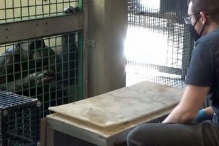 Mohou mít lidoopi představivost? Bonobo Kanzi porozuměl hře založené na předstírání