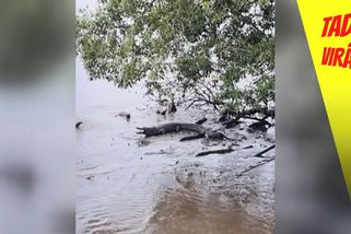 Vydry vyrazily na bitku. Nekompromisně vyhnaly krokodýla ze svého revíru | Tady virál