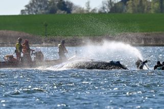 Záchranáři velryby znovu mění plán. Timmymu hloubí kanál, ve hře je i nákladní člun z Hamburku