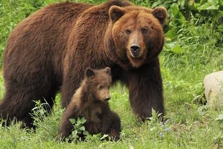 Za smrtelný útok medvědice v Polsku pravděpodobně může silný vítr - Novinky