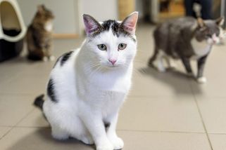 Dali kočku do sušičky, zapnuli ji a umírání zvířete natočili. Žalobkyně jejich obvinění zrušila - Novinky