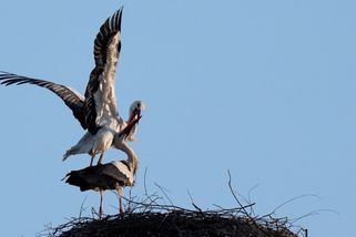 FOTO: Čápi se vracejí. V Česku už je obsazeno přes sto hnízd - Novinky