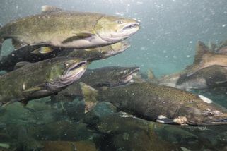 Kokain v řekách a jezerech mění chování lososů