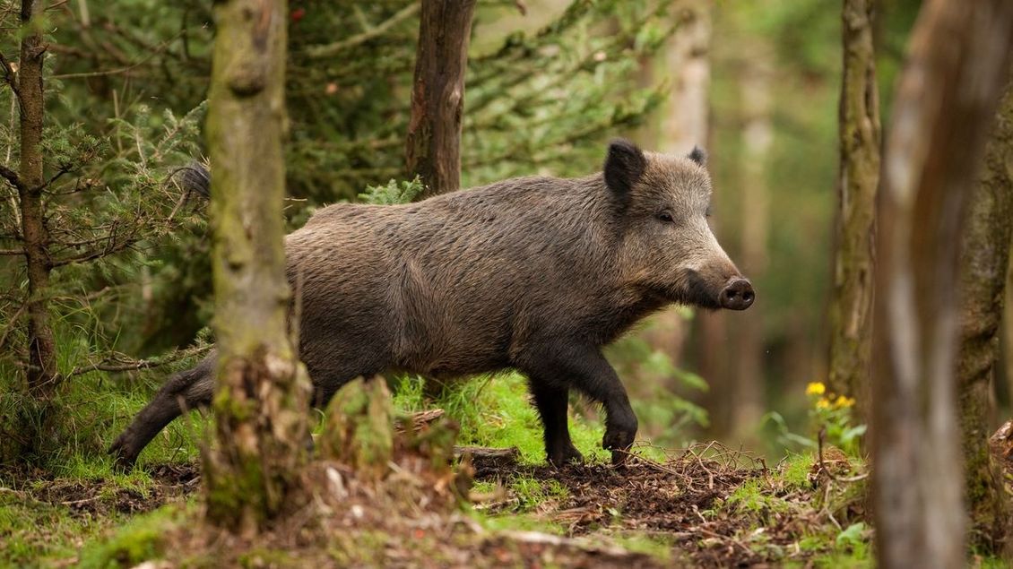 Slavnosti sněženek 2024: Policisté loví divočáky, myslivci skřípou zuby - Seznam Zprávy