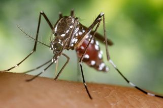 V Česku je západonilská horečka. Šíří ji i český komár, říká expert - Seznam Zprávy