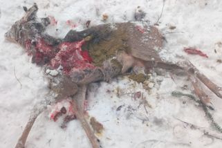 Volně pobíhající psi útočí v horách na srny a kolouchy - Novinky