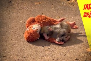 Malou opičku Punche zavrhla vlastní máma, lásku a bezpečí teď hledá u plyšáka | Tady virál