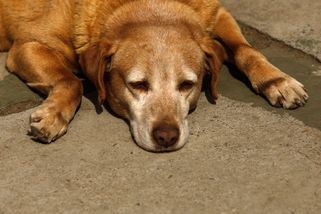 Fenku mlátili do hlavy rýčem a pohřbili zaživa. Soud je do vězení neposlal - Novinky