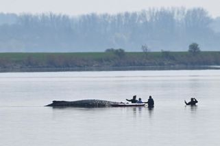 Poslední šance pro odepisovaného keporkaka. Záchranu platí dva milionáři - Seznam Zprávy