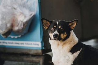 Zuboženému psu u popelnic jsem chtěla jen dát vodu. Dopis u jeho obojku mě přinutil vzít ho domů - Médium.cz