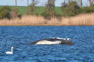 Chaos mezi záchranáři velryby na severu Německa. Chtějí se zviditelnit, kritizuje veterinářka - Novinky