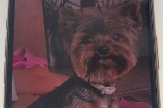 Kuriózní únos psa. Pachatele z Teplic dopadli policisté až v Břeclavi - Novinky