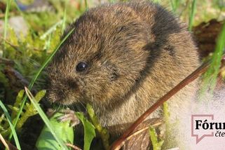 „Zničili jsme přírodu málo?“ Čtenáři se přou o plán na plošné trávení hrabošů - Seznam Zprávy
