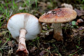 Muž z Liberecka chtěl otrávit družku houbami, ale dal jí růžovky. Dostal 15 let - Novinky