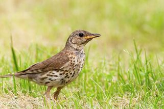 Radar zachytil velkolepou migraci ptáků nad Nizozemskem - Novinky