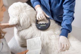 EU chce vědět o každém psovi a kočce. Musejí dostat čip - Seznam Zprávy