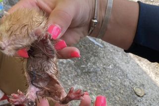 Čtyři koťata uhynula v bolestech. Policie obvinila muže, který je vyhodil do kontejneru na sklo - Novinky