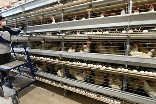 V Rusku se hromadně zbavují slepic - Novinky