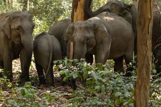 Tragický útok rozzuřených slonů: K smrti udupali turistu a těžce zranili jeho průvodce