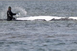 Další z pokusů o záchranu uvázlé velryby, někteří experti mluví o týrání zvířat - Seznam Zprávy