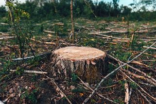 Firmy čeká další regulace. Budou muset dokazovat, že nepřispívají k ničení lesů - Novinky
