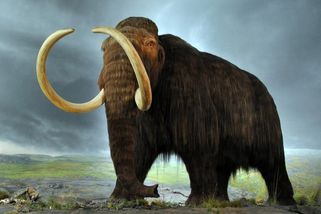 Američané chtějí přivést k životu mamuty. Mají bojovat proti globálnímu oteplování - Techsvět