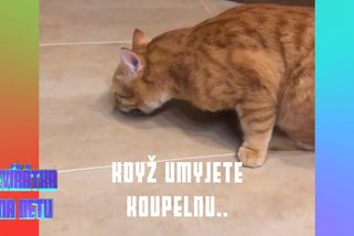 Kočka hodila šavli v čerstvě umyté koupelně. Následovala tvrdá životní lekce | Zvířátka na netu