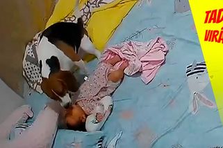 Starostlivý „brácha“: Bígl začal utěšovat plačící miminko, které se probudilo | Tady virál