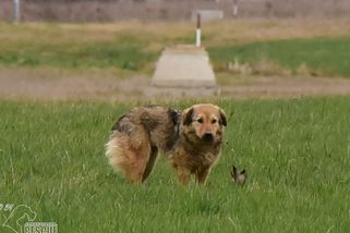 Rumunská fena nadále prchá napříč Jihočeským krajem. Záchranáři na ni chystají další pasti - Novinky