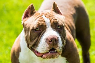 Pitbul uvázaný u radnice ve Strakonicích prokousl kolemjdoucí ženě stehno. Jeho majitele stíhá policie - Novinky