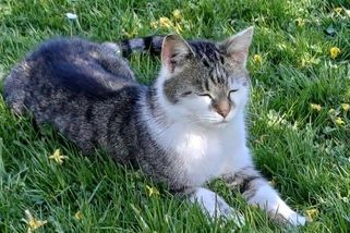 Kocour umíral bolestivou smrtí v křečích. Podezřelý úhyn na Frýdlantsku řeší policie - Novinky