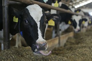 Kravám na jihočeské farmě někdo podal látku, kvůli které dojily nepoživatelné mléko - Novinky