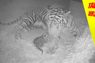 Narodilo se vzácné tygří mládě. Záběry ze zoo, které vás zahřejí u srdce | Tady virál