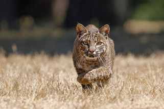Mladík z Wisconsinu šel lovit krocany, sám se málem stal kořistí hladového rysa - Novinky