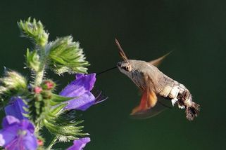 Vypadá jako kolibřík, ale létá v našich krajinách. Dlouhozobka svízelová je podivuhodný motýl - Médium.cz