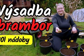 Výsadba brambor do nádob - letos na vaše doporučení do 10l kyblíků | Šikulio Zahrada