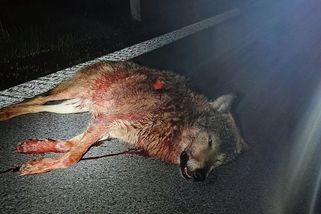V Železných horách srazilo auto vlka. Zvíře skončí jako vycpanina v muzeu - Novinky
